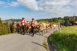 Alp, Alpaufzug, Alpen, Alpfahrt, Alps, Appenzell, Appenzell Ausserrohden, Appenzellerland, Brauchtum und Anlässe, Frühling, Jahreszeiten, Kühe, Landschaft und Natur, Mai, Natur, Orte, Ostschweiz, Schweiz, Sennen, Spring, Suisse, Switzerland, Tier, Tracht, spring, tradition