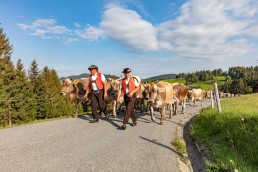 Alp, Alpaufzug, Alpen, Alpfahrt, Alps, Appenzell, Appenzell Ausserrohden, Appenzellerland, Brauchtum und Anlässe, Frühling, Jahreszeiten, Kühe, Landschaft und Natur, Mai, Natur, Orte, Ostschweiz, Schweiz, Sennen, Spring, Suisse, Switzerland, Tier, Tracht, spring, tradition