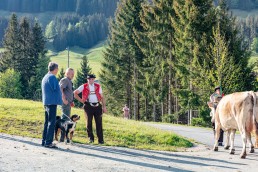 Alp, Alpaufzug, Alpen, Alpfahrt, Alps, Appenzell, Appenzell Ausserrohden, Appenzellerland, Brauchtum und Anlässe, Frühling, Jahreszeiten, Kühe, Landschaft und Natur, Mai, Natur, Orte, Ostschweiz, Schweiz, Sennen, Spring, Suisse, Switzerland, Tier, Tracht, spring, tradition
