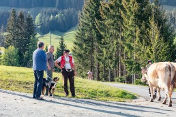 Alp, Alpaufzug, Alpen, Alpfahrt, Alps, Appenzell, Appenzell Ausserrohden, Appenzellerland, Brauchtum und Anlässe, Frühling, Jahreszeiten, Kühe, Landschaft und Natur, Mai, Natur, Orte, Ostschweiz, Schweiz, Sennen, Spring, Suisse, Switzerland, Tier, Tracht, spring, tradition