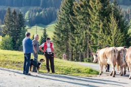 Alp, Alpaufzug, Alpen, Alpfahrt, Alps, Appenzell, Appenzell Ausserrohden, Appenzellerland, Brauchtum und Anlässe, Frühling, Jahreszeiten, Kühe, Landschaft und Natur, Mai, Natur, Orte, Ostschweiz, Schweiz, Sennen, Spring, Suisse, Switzerland, Tier, Tracht, spring, tradition
