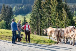Alp, Alpaufzug, Alpen, Alpfahrt, Alps, Appenzell, Appenzell Ausserrohden, Appenzellerland, Brauchtum und Anlässe, Frühling, Jahreszeiten, Kühe, Landschaft und Natur, Mai, Natur, Orte, Ostschweiz, Schweiz, Sennen, Spring, Suisse, Switzerland, Tier, Tracht, spring, tradition