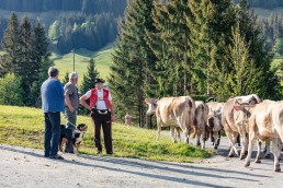 Alp, Alpaufzug, Alpen, Alpfahrt, Alps, Appenzell, Appenzell Ausserrohden, Appenzellerland, Brauchtum und Anlässe, Frühling, Jahreszeiten, Kühe, Landschaft und Natur, Mai, Natur, Orte, Ostschweiz, Schweiz, Sennen, Spring, Suisse, Switzerland, Tier, Tracht, spring, tradition