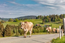 Alp, Alpaufzug, Alpen, Alpfahrt, Alps, Appenzell, Appenzell Ausserrohden, Appenzellerland, Brauchtum und Anlässe, Frühling, Jahreszeiten, Kühe, Landschaft und Natur, Mai, Natur, Orte, Ostschweiz, Schweiz, Sennen, Spring, Suisse, Switzerland, Tier, Tracht, spring, tradition