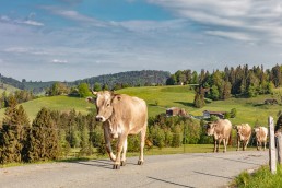 Alp, Alpaufzug, Alpen, Alpfahrt, Alps, Appenzell, Appenzell Ausserrohden, Appenzellerland, Brauchtum und Anlässe, Frühling, Jahreszeiten, Kühe, Landschaft und Natur, Mai, Natur, Orte, Ostschweiz, Schweiz, Sennen, Spring, Suisse, Switzerland, Tier, Tracht, spring, tradition