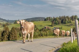Alp, Alpaufzug, Alpen, Alpfahrt, Alps, Appenzell, Appenzell Ausserrohden, Appenzellerland, Brauchtum und Anlässe, Frühling, Jahreszeiten, Kühe, Landschaft und Natur, Mai, Natur, Orte, Ostschweiz, Schweiz, Sennen, Spring, Suisse, Switzerland, Tier, Tracht, spring, tradition