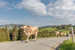 Alp, Alpaufzug, Alpen, Alpfahrt, Alps, Appenzell, Appenzell Ausserrohden, Appenzellerland, Brauchtum und Anlässe, Frühling, Jahreszeiten, Kühe, Landschaft und Natur, Mai, Natur, Orte, Ostschweiz, Schweiz, Sennen, Spring, Suisse, Switzerland, Tier, Tracht, spring, tradition