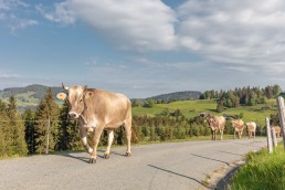 Alp, Alpaufzug, Alpen, Alpfahrt, Alps, Appenzell, Appenzell Ausserrohden, Appenzellerland, Brauchtum und Anlässe, Frühling, Jahreszeiten, Kühe, Landschaft und Natur, Mai, Natur, Orte, Ostschweiz, Schweiz, Sennen, Spring, Suisse, Switzerland, Tier, Tracht, spring, tradition