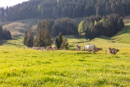 Alp, Alpaufzug, Alpen, Alpfahrt, Alps, Appenzell, Appenzell Ausserrohden, Appenzellerland, Brauchtum und Anlässe, Frühling, Jahreszeiten, Kühe, Landschaft und Natur, Mai, Natur, Orte, Ostschweiz, Schweiz, Sennen, Spring, Suisse, Switzerland, Tier, Tracht, spring, tradition