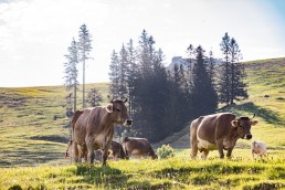Alp, Alpaufzug, Alpen, Alpfahrt, Alps, Appenzell, Appenzell Ausserrohden, Appenzellerland, Brauchtum und Anlässe, Frühling, Jahreszeiten, Kühe, Landschaft und Natur, Mai, Natur, Orte, Ostschweiz, Schweiz, Sennen, Spring, Suisse, Switzerland, Tier, Tracht, spring, tradition