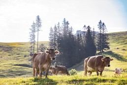 Alp, Alpaufzug, Alpen, Alpfahrt, Alps, Appenzell, Appenzell Ausserrohden, Appenzellerland, Brauchtum und Anlässe, Frühling, Jahreszeiten, Kühe, Landschaft und Natur, Mai, Natur, Orte, Ostschweiz, Schweiz, Sennen, Spring, Suisse, Switzerland, Tier, Tracht, spring, tradition