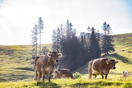 Alp, Alpaufzug, Alpen, Alpfahrt, Alps, Appenzell, Appenzell Ausserrohden, Appenzellerland, Brauchtum und Anlässe, Frühling, Jahreszeiten, Kühe, Landschaft und Natur, Mai, Natur, Orte, Ostschweiz, Schweiz, Sennen, Spring, Suisse, Switzerland, Tier, Tracht, spring, tradition