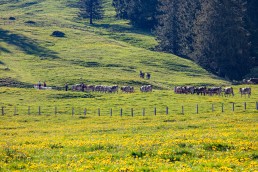 Alp, Alpaufzug, Alpen, Alpfahrt, Alps, Appenzell, Appenzell Ausserrohden, Appenzellerland, Brauchtum und Anlässe, Frühling, Jahreszeiten, Kühe, Landschaft und Natur, Mai, Natur, Orte, Ostschweiz, Schweiz, Sennen, Spring, Suisse, Switzerland, Tier, Tracht, spring, tradition