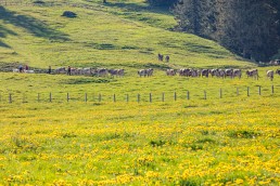 Alp, Alpaufzug, Alpen, Alpfahrt, Alps, Appenzell, Appenzell Ausserrohden, Appenzellerland, Brauchtum und Anlässe, Frühling, Jahreszeiten, Kühe, Landschaft und Natur, Mai, Natur, Orte, Ostschweiz, Schweiz, Sennen, Spring, Suisse, Switzerland, Tier, Tracht, spring, tradition