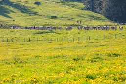 Alp, Alpaufzug, Alpen, Alpfahrt, Alps, Appenzell, Appenzell Ausserrohden, Appenzellerland, Brauchtum und Anlässe, Frühling, Jahreszeiten, Kühe, Landschaft und Natur, Mai, Natur, Orte, Ostschweiz, Schweiz, Sennen, Spring, Suisse, Switzerland, Tier, Tracht, spring, tradition