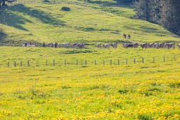 Alp, Alpaufzug, Alpen, Alpfahrt, Alps, Appenzell, Appenzell Ausserrohden, Appenzellerland, Brauchtum und Anlässe, Frühling, Jahreszeiten, Kühe, Landschaft und Natur, Mai, Natur, Orte, Ostschweiz, Schweiz, Sennen, Spring, Suisse, Switzerland, Tier, Tracht, spring, tradition