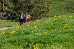 Alp, Alpaufzug, Alpen, Alpfahrt, Alps, Appenzell, Appenzell Ausserrohden, Appenzellerland, Brauchtum und Anlässe, Frühling, Jahreszeiten, Kühe, Landschaft und Natur, Mai, Natur, Orte, Ostschweiz, Schweiz, Sennen, Spring, Suisse, Switzerland, Tier, Tracht, spring, tradition