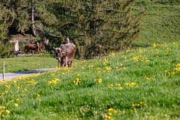 Alp, Alpaufzug, Alpen, Alpfahrt, Alps, Appenzell, Appenzell Ausserrohden, Appenzellerland, Brauchtum und Anlässe, Frühling, Jahreszeiten, Kühe, Landschaft und Natur, Mai, Natur, Orte, Ostschweiz, Schweiz, Sennen, Spring, Suisse, Switzerland, Tier, Tracht, spring, tradition