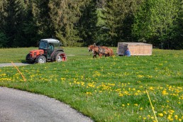 Alp, Alpaufzug, Alpen, Alpfahrt, Alps, Appenzell, Appenzell Ausserrohden, Appenzellerland, Brauchtum und Anlässe, Frühling, Jahreszeiten, Kühe, Landschaft und Natur, Mai, Natur, Orte, Ostschweiz, Schweiz, Sennen, Spring, Suisse, Switzerland, Tier, Tracht, spring, tradition