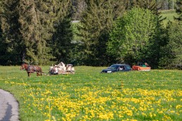 Alp, Alpaufzug, Alpen, Alpfahrt, Alps, Appenzell, Appenzell Ausserrohden, Appenzellerland, Brauchtum und Anlässe, Frühling, Jahreszeiten, Kühe, Landschaft und Natur, Mai, Natur, Orte, Ostschweiz, Schweiz, Sennen, Spring, Suisse, Switzerland, Tier, Tracht, spring, tradition