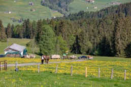 Alp, Alpaufzug, Alpen, Alpfahrt, Alps, Appenzell, Appenzell Ausserrohden, Appenzellerland, Brauchtum und Anlässe, Frühling, Jahreszeiten, Kühe, Landschaft und Natur, Mai, Natur, Orte, Ostschweiz, Schweiz, Sennen, Spring, Suisse, Switzerland, Tier, Tracht, spring, tradition