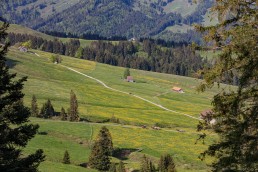 Alp, Alpaufzug, Alpen, Alpfahrt, Alps, Appenzell, Appenzell Ausserrohden, Appenzellerland, Brauchtum und Anlässe, Frühling, Jahreszeiten, Kühe, Landschaft und Natur, Mai, Natur, Orte, Ostschweiz, Schweiz, Sennen, Spring, Suisse, Switzerland, Tier, Tracht, spring, tradition