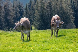 Alp, Alpaufzug, Alpen, Alpfahrt, Alps, Appenzell, Appenzell Ausserrohden, Appenzellerland, Brauchtum und Anlässe, Frühling, Jahreszeiten, Kühe, Landschaft und Natur, Mai, Natur, Orte, Ostschweiz, Schweiz, Sennen, Spring, Suisse, Switzerland, Tier, Tracht, spring, tradition