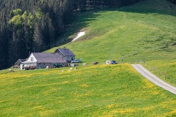 Alp, Alpaufzug, Alpen, Alpfahrt, Alps, Appenzell, Appenzell Ausserrohden, Appenzellerland, Brauchtum und Anlässe, Frühling, Jahreszeiten, Kühe, Landschaft und Natur, Mai, Natur, Orte, Ostschweiz, Schweiz, Sennen, Spring, Suisse, Switzerland, Tier, Tracht, spring, tradition