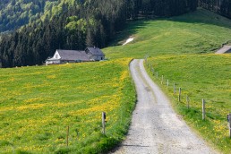Alp, Alpaufzug, Alpen, Alpfahrt, Alps, Appenzell, Appenzell Ausserrohden, Appenzellerland, Brauchtum und Anlässe, Frühling, Jahreszeiten, Kühe, Landschaft und Natur, Mai, Natur, Orte, Ostschweiz, Schweiz, Sennen, Spring, Suisse, Switzerland, Tier, Tracht, spring, tradition