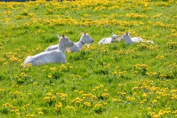 Alp, Alpaufzug, Alpen, Alpfahrt, Alps, Appenzell, Appenzell Ausserrohden, Appenzellerland, Brauchtum und Anlässe, Frühling, Jahreszeiten, Kühe, Landschaft und Natur, Mai, Natur, Orte, Ostschweiz, Schweiz, Sennen, Spring, Suisse, Switzerland, Tier, Tracht, spring, tradition