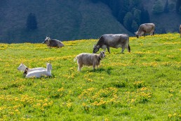 Alp, Alpaufzug, Alpen, Alpfahrt, Alps, Appenzell, Appenzell Ausserrohden, Appenzellerland, Brauchtum und Anlässe, Frühling, Jahreszeiten, Kühe, Landschaft und Natur, Mai, Natur, Orte, Ostschweiz, Schweiz, Sennen, Spring, Suisse, Switzerland, Tier, Tracht, spring, tradition