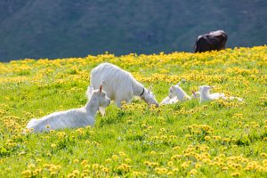 Alp, Alpaufzug, Alpen, Alpfahrt, Alps, Appenzell, Appenzell Ausserrohden, Appenzellerland, Brauchtum und Anlässe, Frühling, Jahreszeiten, Kühe, Landschaft und Natur, Mai, Natur, Orte, Ostschweiz, Schweiz, Sennen, Spring, Suisse, Switzerland, Tier, Tracht, spring, tradition