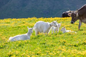 Alp, Alpaufzug, Alpen, Alpfahrt, Alps, Appenzell, Appenzell Ausserrohden, Appenzellerland, Brauchtum und Anlässe, Frühling, Jahreszeiten, Kühe, Landschaft und Natur, Mai, Natur, Orte, Ostschweiz, Schweiz, Sennen, Spring, Suisse, Switzerland, Tier, Tracht, spring, tradition