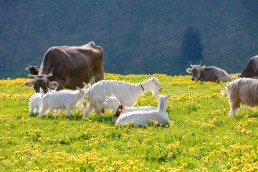 Alp, Alpaufzug, Alpen, Alpfahrt, Alps, Appenzell, Appenzell Ausserrohden, Appenzellerland, Brauchtum und Anlässe, Frühling, Jahreszeiten, Kühe, Landschaft und Natur, Mai, Natur, Orte, Ostschweiz, Schweiz, Sennen, Spring, Suisse, Switzerland, Tier, Tracht, spring, tradition