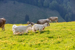 Alp, Alpaufzug, Alpen, Alpfahrt, Alps, Appenzell, Appenzell Ausserrohden, Appenzellerland, Brauchtum und Anlässe, Frühling, Jahreszeiten, Kühe, Landschaft und Natur, Mai, Natur, Orte, Ostschweiz, Schweiz, Sennen, Spring, Suisse, Switzerland, Tier, Tracht, spring, tradition