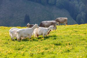 Alp, Alpaufzug, Alpen, Alpfahrt, Alps, Appenzell, Appenzell Ausserrohden, Appenzellerland, Brauchtum und Anlässe, Frühling, Jahreszeiten, Kühe, Landschaft und Natur, Mai, Natur, Orte, Ostschweiz, Schweiz, Sennen, Spring, Suisse, Switzerland, Tier, Tracht, spring, tradition