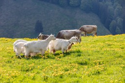 Alp, Alpaufzug, Alpen, Alpfahrt, Alps, Appenzell, Appenzell Ausserrohden, Appenzellerland, Brauchtum und Anlässe, Frühling, Jahreszeiten, Kühe, Landschaft und Natur, Mai, Natur, Orte, Ostschweiz, Schweiz, Sennen, Spring, Suisse, Switzerland, Tier, Tracht, spring, tradition
