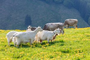 Alp, Alpaufzug, Alpen, Alpfahrt, Alps, Appenzell, Appenzell Ausserrohden, Appenzellerland, Brauchtum und Anlässe, Frühling, Jahreszeiten, Kühe, Landschaft und Natur, Mai, Natur, Orte, Ostschweiz, Schweiz, Sennen, Spring, Suisse, Switzerland, Tier, Tracht, spring, tradition