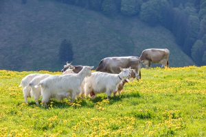 Alp, Alpaufzug, Alpen, Alpfahrt, Alps, Appenzell, Appenzell Ausserrohden, Appenzellerland, Brauchtum und Anlässe, Frühling, Jahreszeiten, Kühe, Landschaft und Natur, Mai, Natur, Orte, Ostschweiz, Schweiz, Sennen, Spring, Suisse, Switzerland, Tier, Tracht, spring, tradition