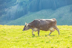 Alp, Alpaufzug, Alpen, Alpfahrt, Alps, Appenzell, Appenzell Ausserrohden, Appenzellerland, Brauchtum und Anlässe, Frühling, Jahreszeiten, Kühe, Landschaft und Natur, Mai, Natur, Orte, Ostschweiz, Schweiz, Sennen, Spring, Suisse, Switzerland, Tier, Tracht, spring, tradition