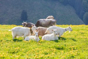Alp, Alpaufzug, Alpen, Alpfahrt, Alps, Appenzell, Appenzell Ausserrohden, Appenzellerland, Brauchtum und Anlässe, Frühling, Jahreszeiten, Kühe, Landschaft und Natur, Mai, Natur, Orte, Ostschweiz, Schweiz, Sennen, Spring, Suisse, Switzerland, Tier, Tracht, spring, tradition