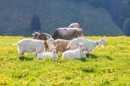 Alp, Alpaufzug, Alpen, Alpfahrt, Alps, Appenzell, Appenzell Ausserrohden, Appenzellerland, Brauchtum und Anlässe, Frühling, Jahreszeiten, Kühe, Landschaft und Natur, Mai, Natur, Orte, Ostschweiz, Schweiz, Sennen, Spring, Suisse, Switzerland, Tier, Tracht, spring, tradition