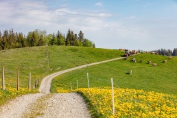 Alp, Alpaufzug, Alpen, Alpfahrt, Alps, Appenzell, Appenzell Ausserrohden, Appenzellerland, Brauchtum und Anlässe, Frühling, Jahreszeiten, Kühe, Landschaft und Natur, Mai, Natur, Orte, Ostschweiz, Schweiz, Sennen, Spring, Suisse, Switzerland, Tier, Tracht, spring, tradition