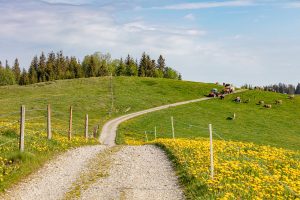Alp, Alpaufzug, Alpen, Alpfahrt, Alps, Appenzell, Appenzell Ausserrohden, Appenzellerland, Brauchtum und Anlässe, Frühling, Jahreszeiten, Kühe, Landschaft und Natur, Mai, Natur, Orte, Ostschweiz, Schweiz, Sennen, Spring, Suisse, Switzerland, Tier, Tracht, spring, tradition