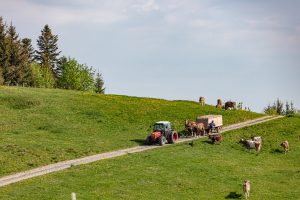 Alp, Alpaufzug, Alpen, Alpfahrt, Alps, Appenzell, Appenzell Ausserrohden, Appenzellerland, Brauchtum und Anlässe, Frühling, Jahreszeiten, Kühe, Landschaft und Natur, Mai, Natur, Orte, Ostschweiz, Schweiz, Sennen, Spring, Suisse, Switzerland, Tier, Tracht, spring, tradition