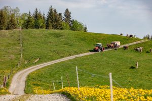 Alp, Alpaufzug, Alpen, Alpfahrt, Alps, Appenzell, Appenzell Ausserrohden, Appenzellerland, Brauchtum und Anlässe, Frühling, Jahreszeiten, Kühe, Landschaft und Natur, Mai, Natur, Orte, Ostschweiz, Schweiz, Sennen, Spring, Suisse, Switzerland, Tier, Tracht, spring, tradition