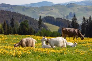 Alp, Alpaufzug, Alpen, Alpfahrt, Alps, Appenzell, Appenzell Ausserrohden, Appenzellerland, Brauchtum und Anlässe, Frühling, Jahreszeiten, Kühe, Landschaft und Natur, Mai, Natur, Orte, Ostschweiz, Schweiz, Sennen, Spring, Suisse, Switzerland, Tier, Tracht, spring, tradition