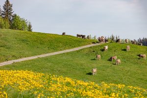 Alp, Alpaufzug, Alpen, Alpfahrt, Alps, Appenzell, Appenzell Ausserrohden, Appenzellerland, Brauchtum und Anlässe, Frühling, Jahreszeiten, Kühe, Landschaft und Natur, Mai, Natur, Orte, Ostschweiz, Schweiz, Sennen, Spring, Suisse, Switzerland, Tier, Tracht, spring, tradition