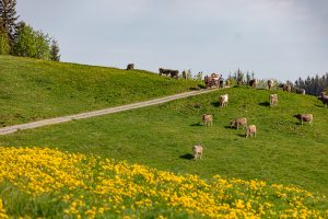 Alp, Alpaufzug, Alpen, Alpfahrt, Alps, Appenzell, Appenzell Ausserrohden, Appenzellerland, Brauchtum und Anlässe, Frühling, Jahreszeiten, Kühe, Landschaft und Natur, Mai, Natur, Orte, Ostschweiz, Schweiz, Sennen, Spring, Suisse, Switzerland, Tier, Tracht, spring, tradition