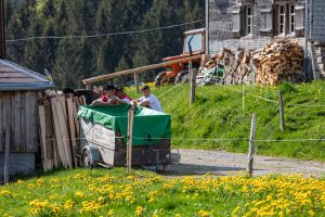 Alp, Alpaufzug, Alpen, Alpfahrt, Alps, Appenzell, Appenzell Ausserrohden, Appenzellerland, Brauchtum und Anlässe, Frühling, Jahreszeiten, Kühe, Landschaft und Natur, Mai, Natur, Orte, Ostschweiz, Schweiz, Sennen, Spring, Suisse, Switzerland, Tier, Tracht, spring, tradition